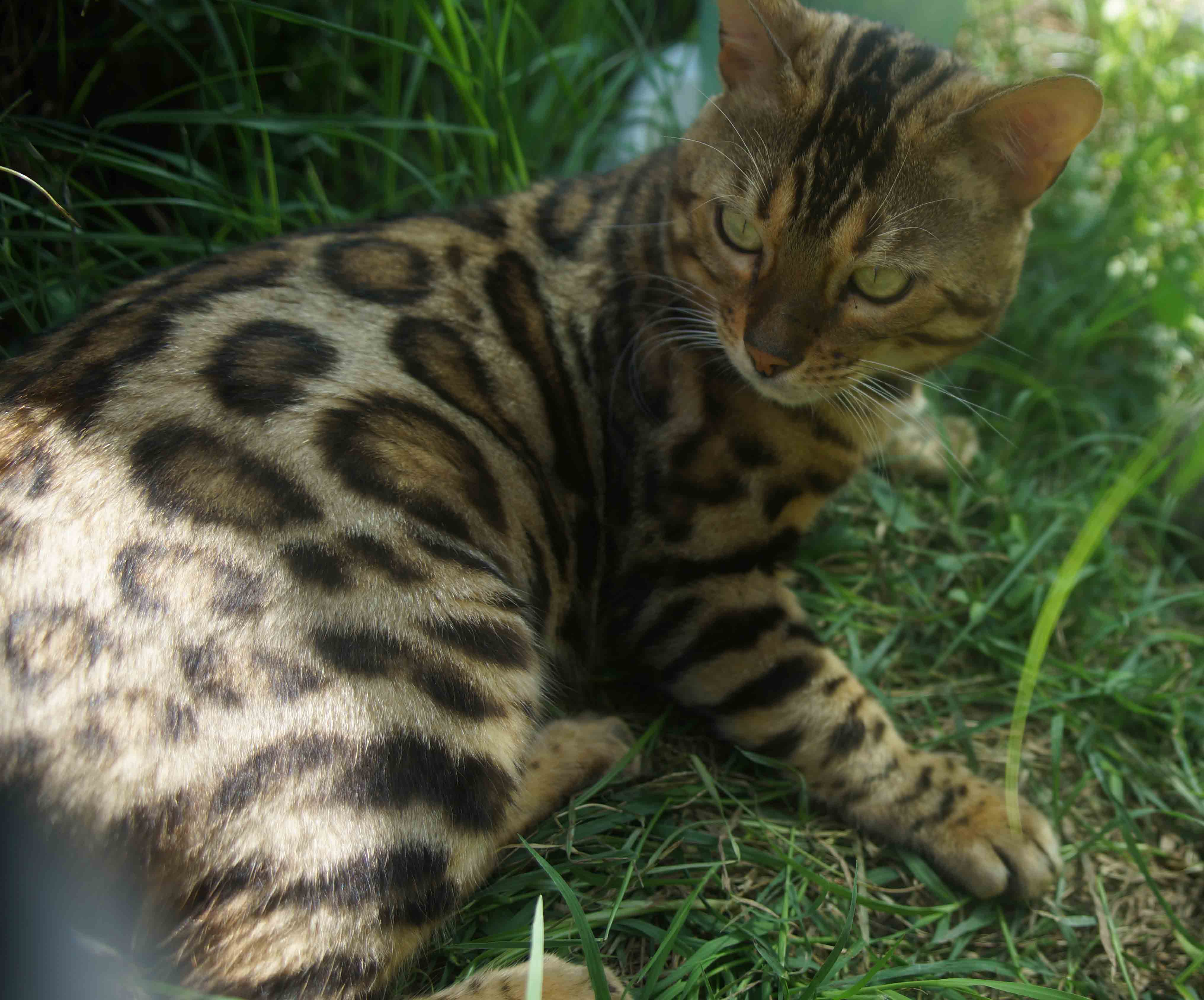 Cucciolo di gatto Bengala - Oasi Khoomfay